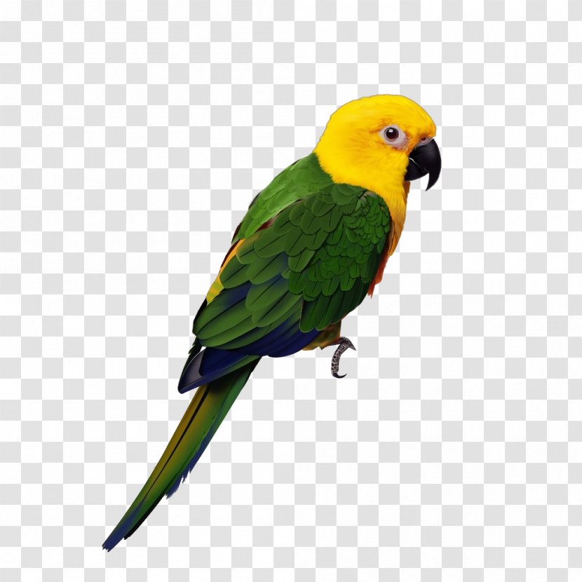 Parrot Lovebird Cockatiel Budgerigar - Beak - Hand-painted Transparent PNG