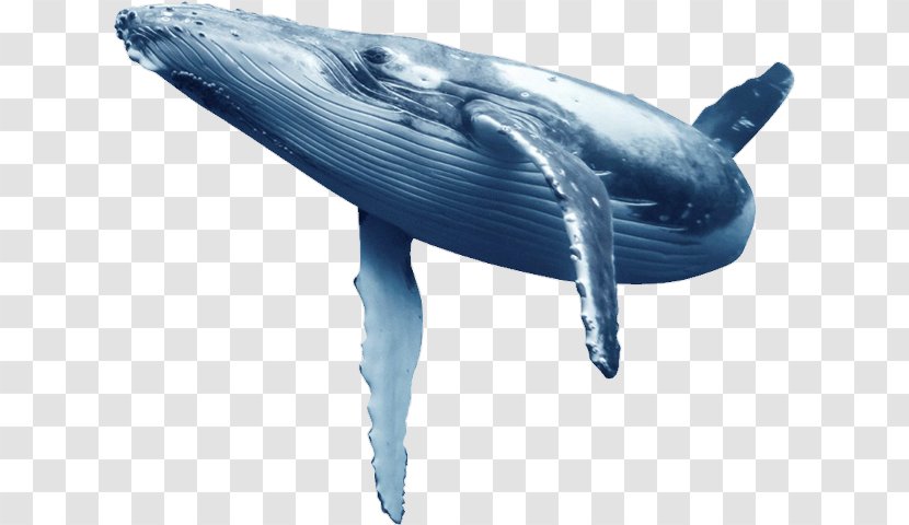 Common Bottlenose Dolphin Blue Whale Wholphin Tucuxi - Fin Transparent PNG
