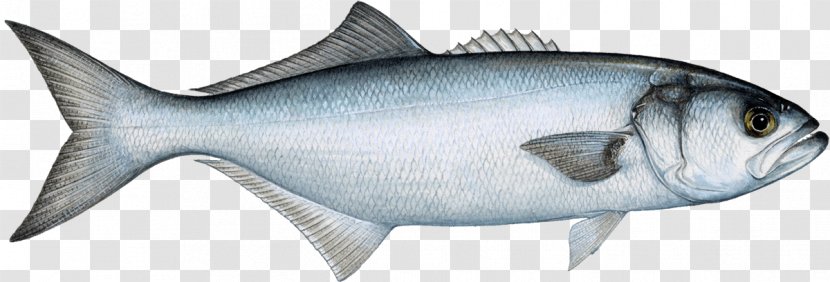 Bluefish Fishing Fish Market Pelagic - Striped Bass Transparent PNG