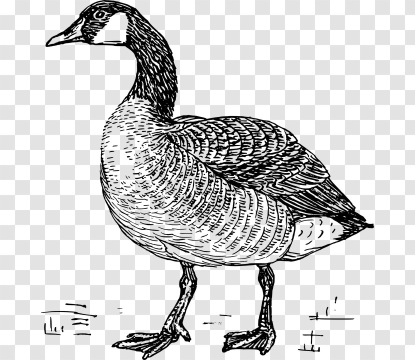 Chinese Goose Bird Canada Coloring Book - Ducks Geese And Swans Transparent PNG