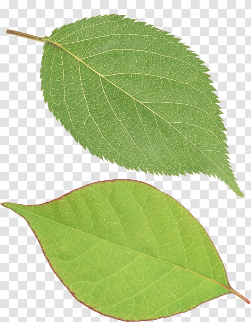 Leaf Green Wallpaper Transparent PNG