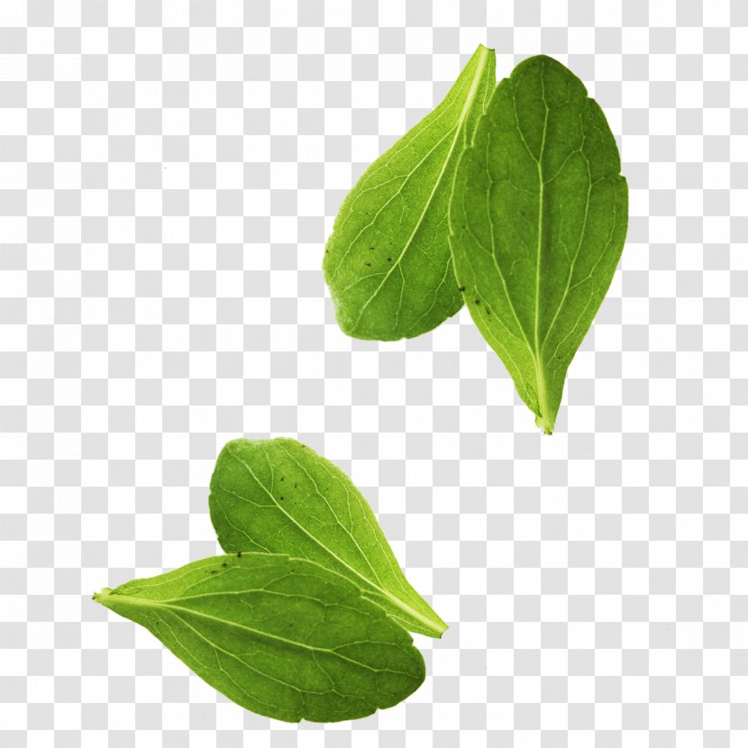 Leaf Vegetable Basil - Herb - Leaves Transparent PNG
