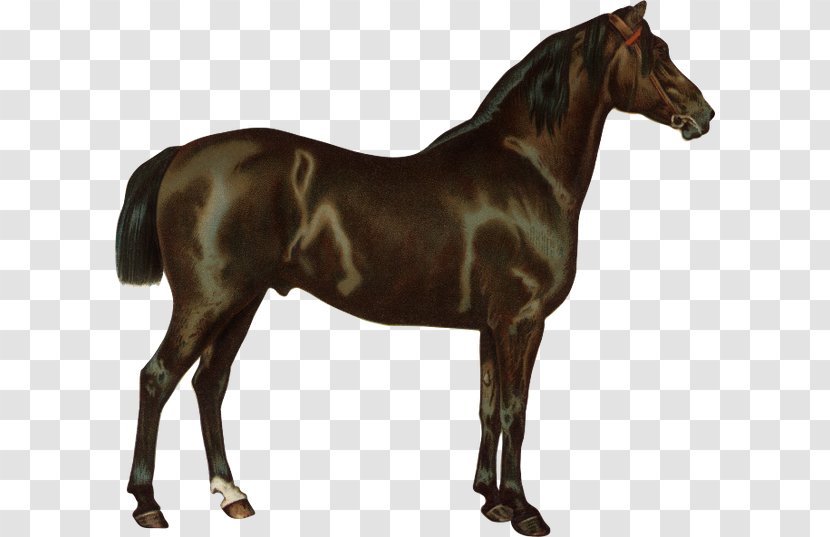 Criollo Thoroughbred Arabian Horse Pony Breed - Riding Transparent PNG