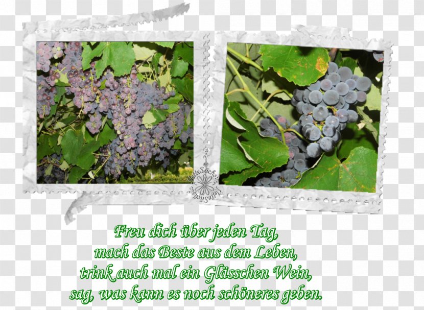 Leaf Lilac Herb Tree Transparent PNG