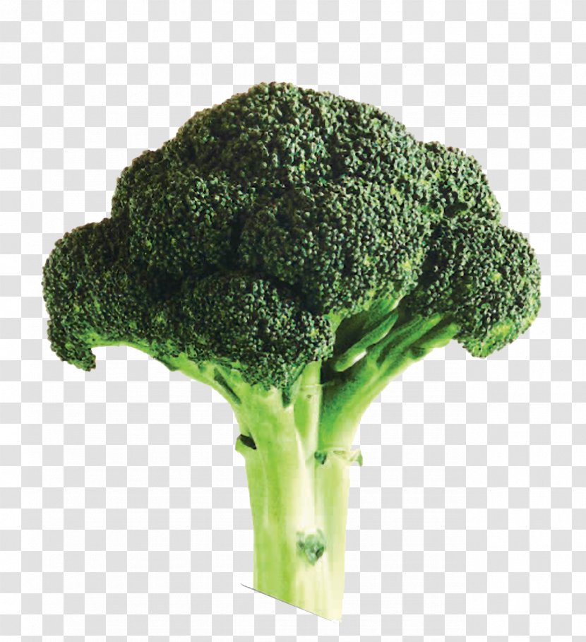Broccoli Soup Organic Food Farming - Vegetable - Oversized A Transparent PNG