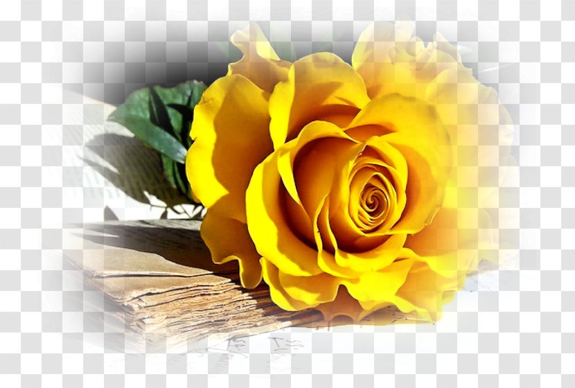 Rose Flower Desktop Wallpaper Yellow Transparent PNG