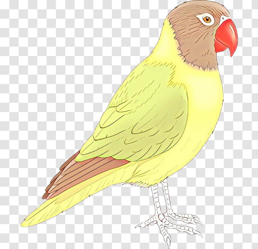 Lovebird Macaw Feather Parakeet Finches - Atlantic Canary Transparent PNG