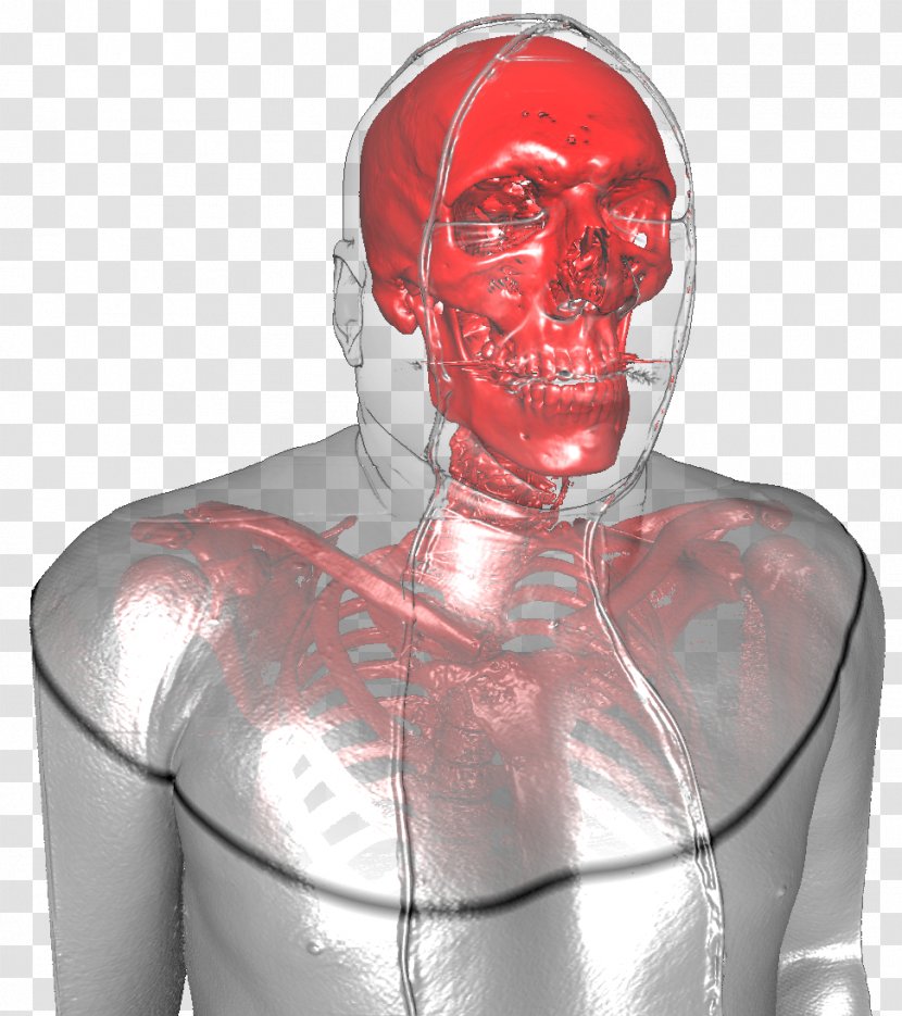 Neck Jaw Muscle - Human Body Transparent PNG