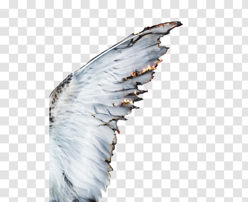 Aesthetics Castiel Photography Angel - Drawing - Blog Transparent PNG