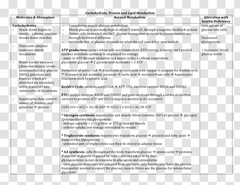 Document Curriculum Vitae Template Adibide Résumé - Area Transparent PNG