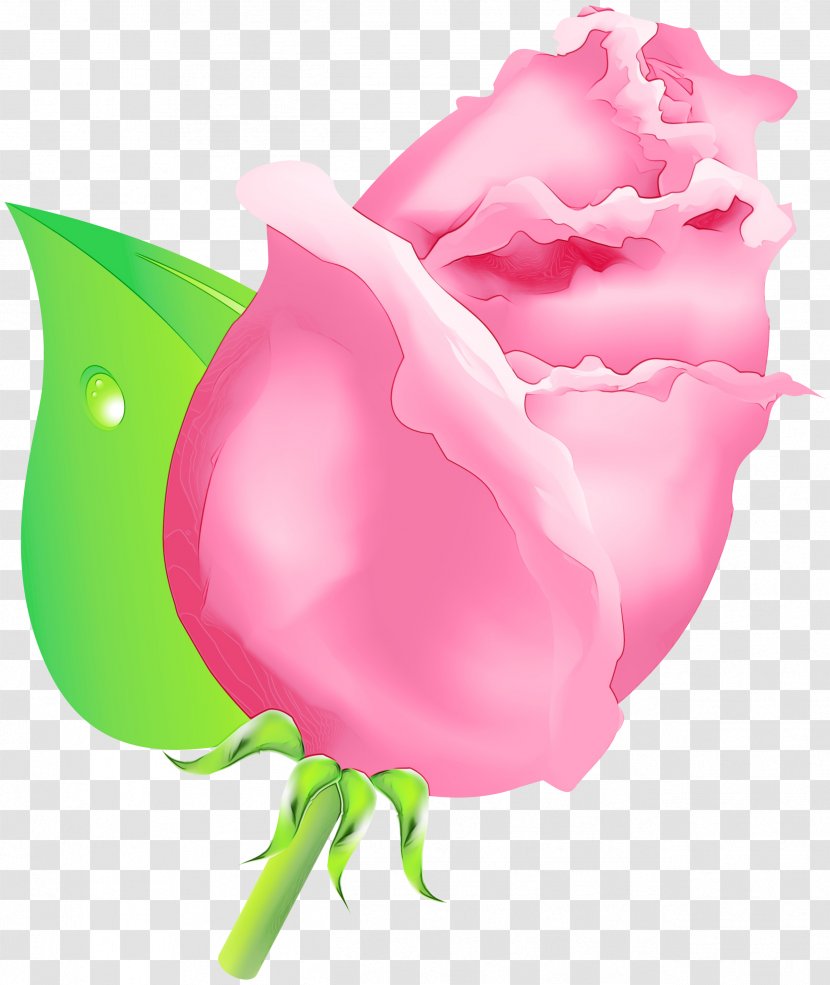 Rose - Tulip - Flower Transparent PNG