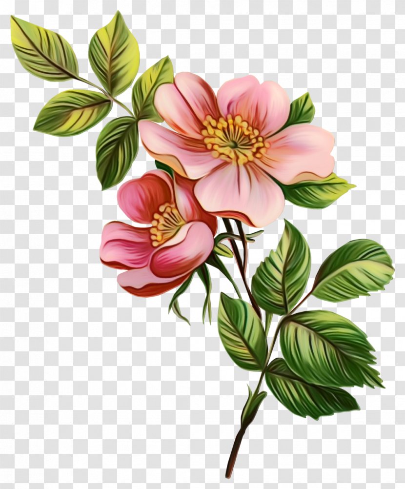 Flower Bouquet - Blossom - Rosa Gallica Transparent PNG