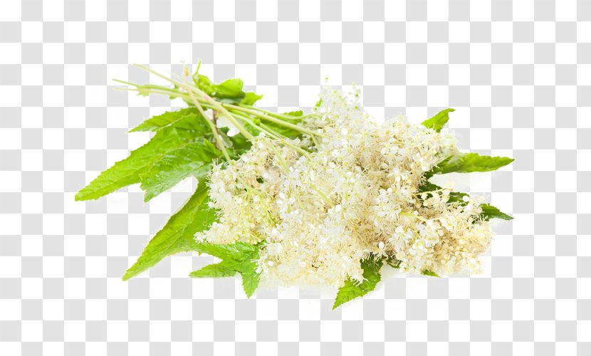 Meadowsweet Herb Royalty-free Medicine Image - Dish - Health Transparent PNG