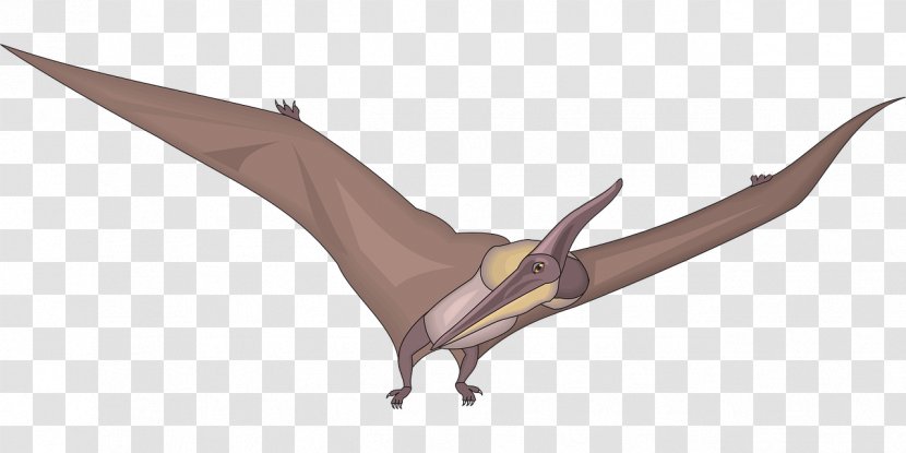 Pteranodon Dinosaur Pterosaurs Clip Art Transparent PNG