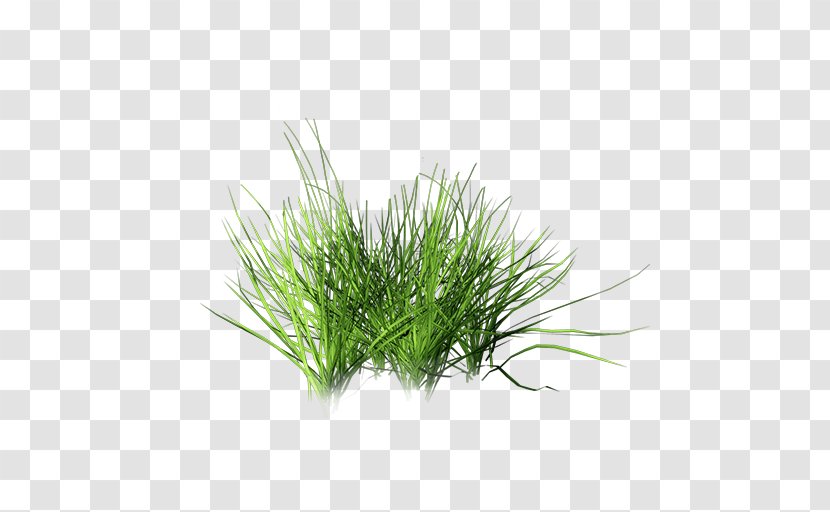 Lawn Plant Clip Art - Grass Family Transparent PNG