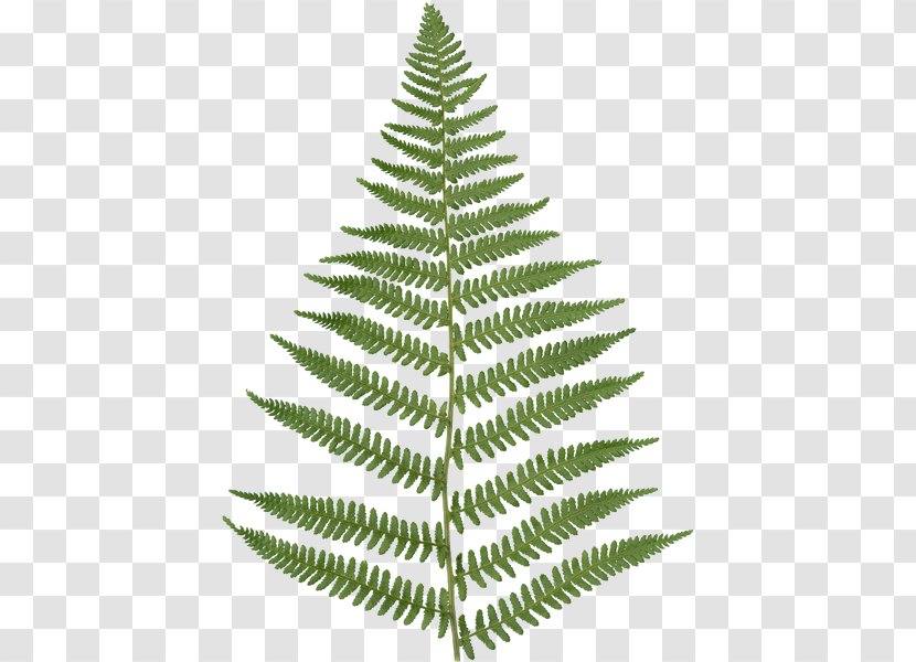 Fern Vascular Plant Texture Mapping Leaf - Christmas Tree Transparent PNG