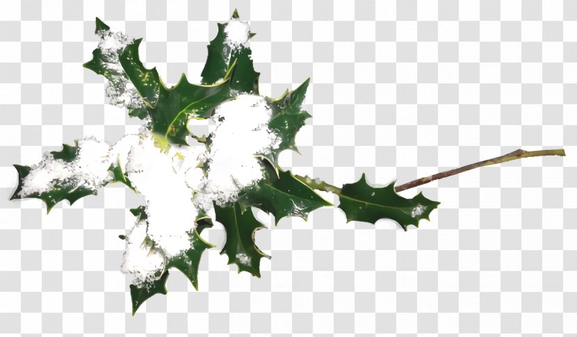 Christmas Holly Ilex - Plant - Twig Ivy Transparent PNG