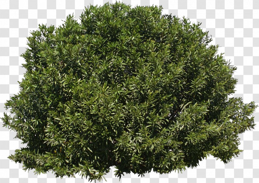 Tree Shrub Evergreen - Leaf - Bushes Transparent PNG