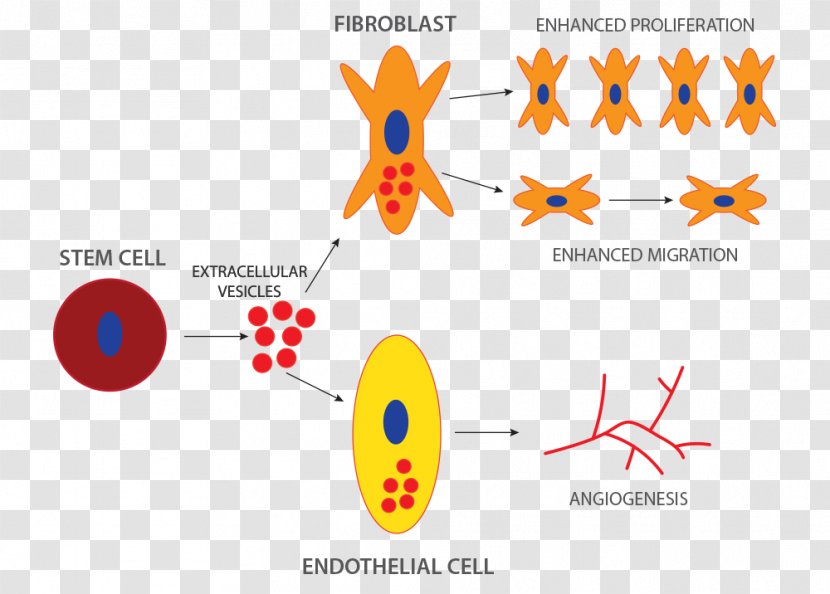 Stem Cell Microvesicles Therapy - Diagram - Technology Transparent PNG