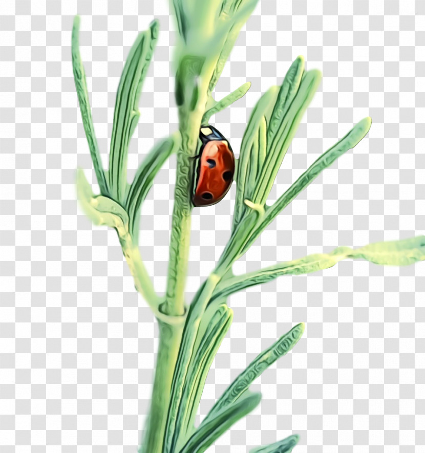 Plant Stem Bud Flower Herb Plants Transparent PNG