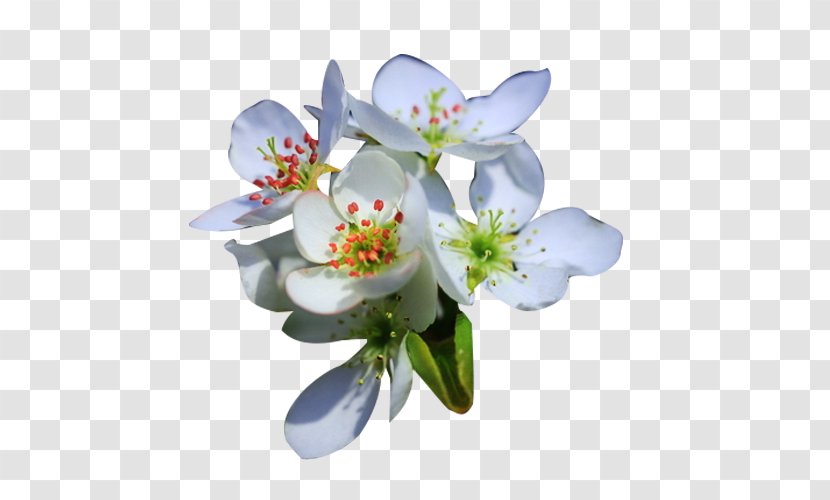 Petal Flower Floral Design Computer File - Cut Flowers - Pear Picture Material Transparent PNG
