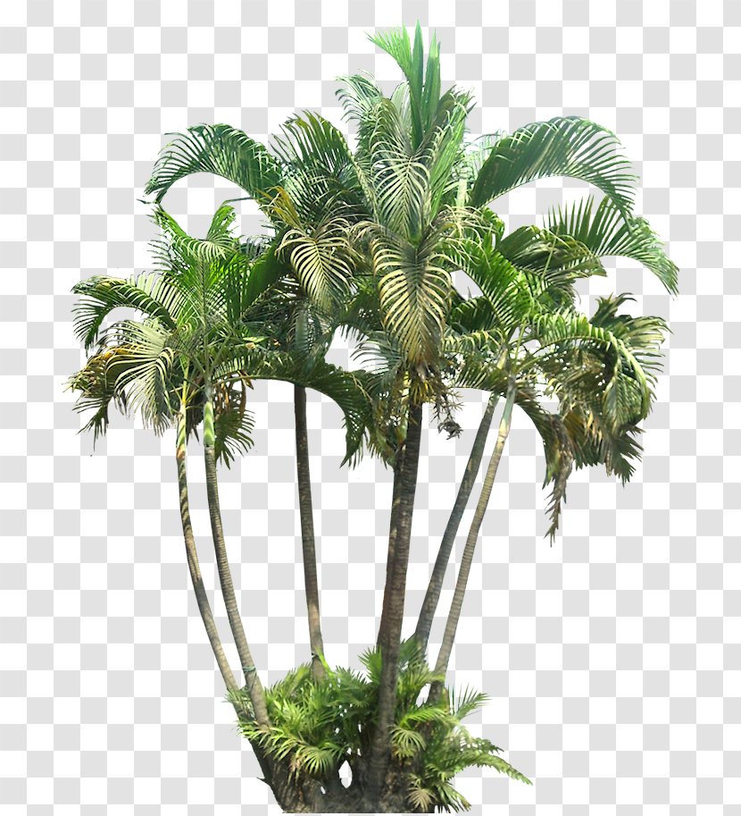 Arecaceae Tropics Plant Palm Branch - Arecales Transparent PNG