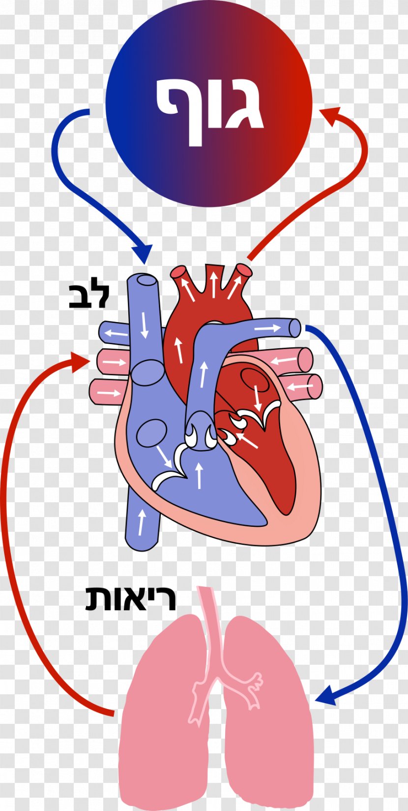 Circulatory System Blood Vessel Human Heart - Flower Transparent PNG