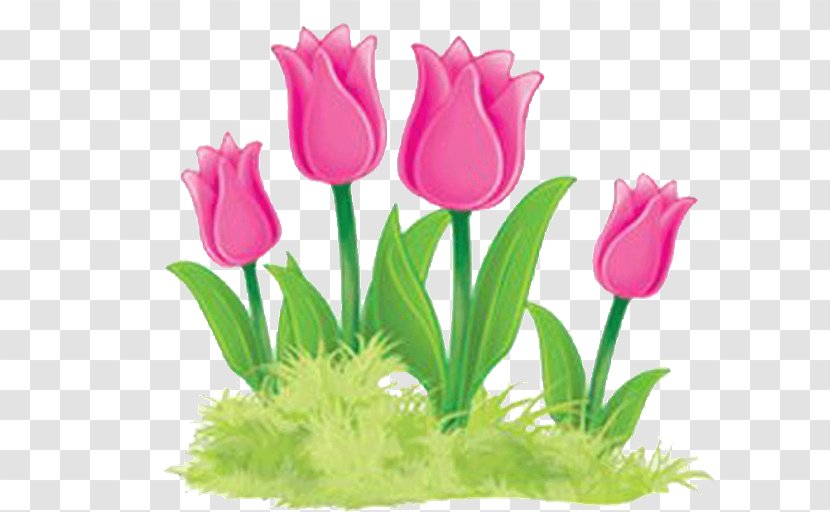 Tulip Floral Design Cut Flowers Flower Bouquet - Aquarium Decor Transparent PNG