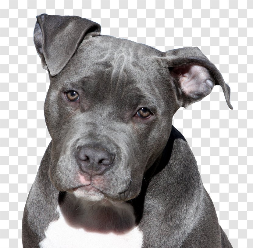 American Pit Bull Terrier Staffordshire Bulldog - Puppy Transparent PNG