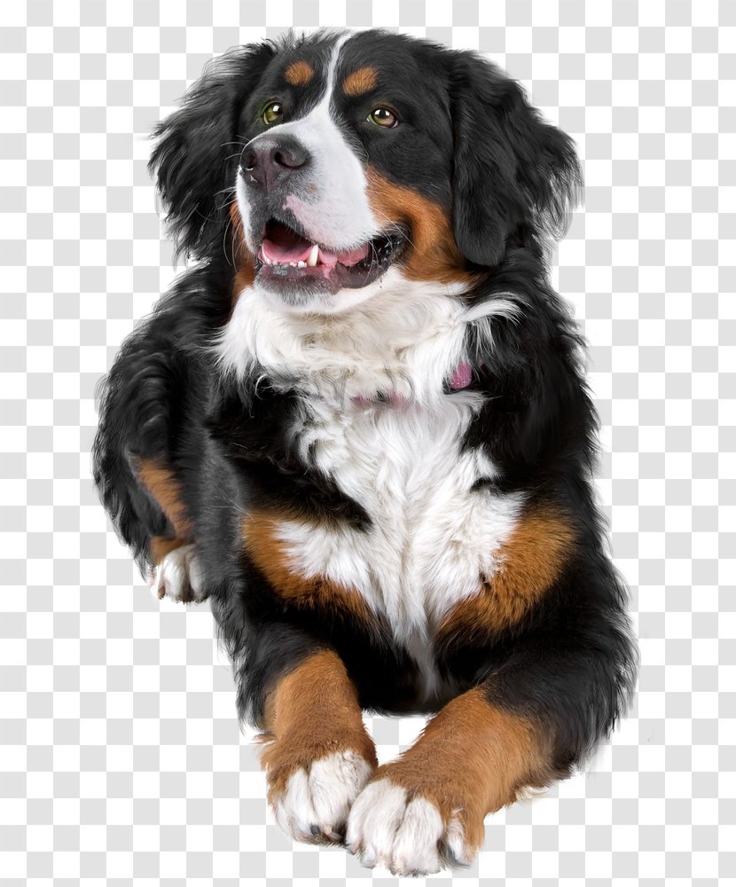 Bernese Mountain Dog Breed Greater Swiss Companion Transparent PNG