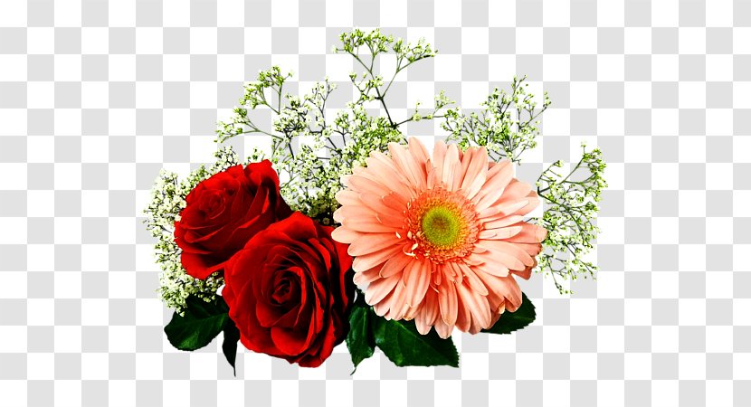 Garden Roses Floral Design Transvaal Daisy Cut Flowers - Gerber Transparent PNG