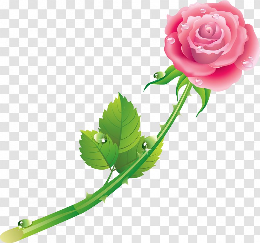 Day Rain Blessing Night God - Garden Roses - Rose Transparent PNG