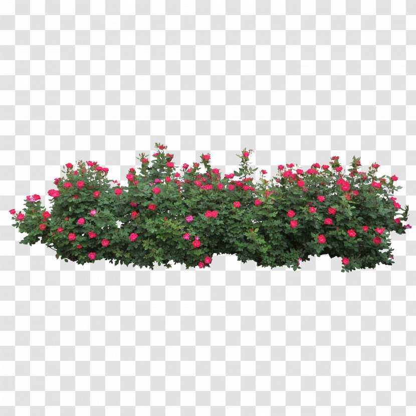 Centifolia Roses Shrub Tree Clip Art - Flowerpot - Rose Bush Transparent PNG
