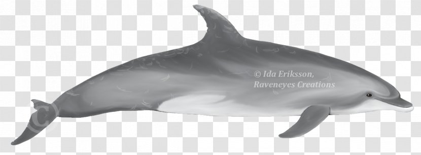 Spinner Dolphin Common Bottlenose Short-beaked Striped Rough-toothed - Roughtoothed - Shortbeaked Transparent PNG