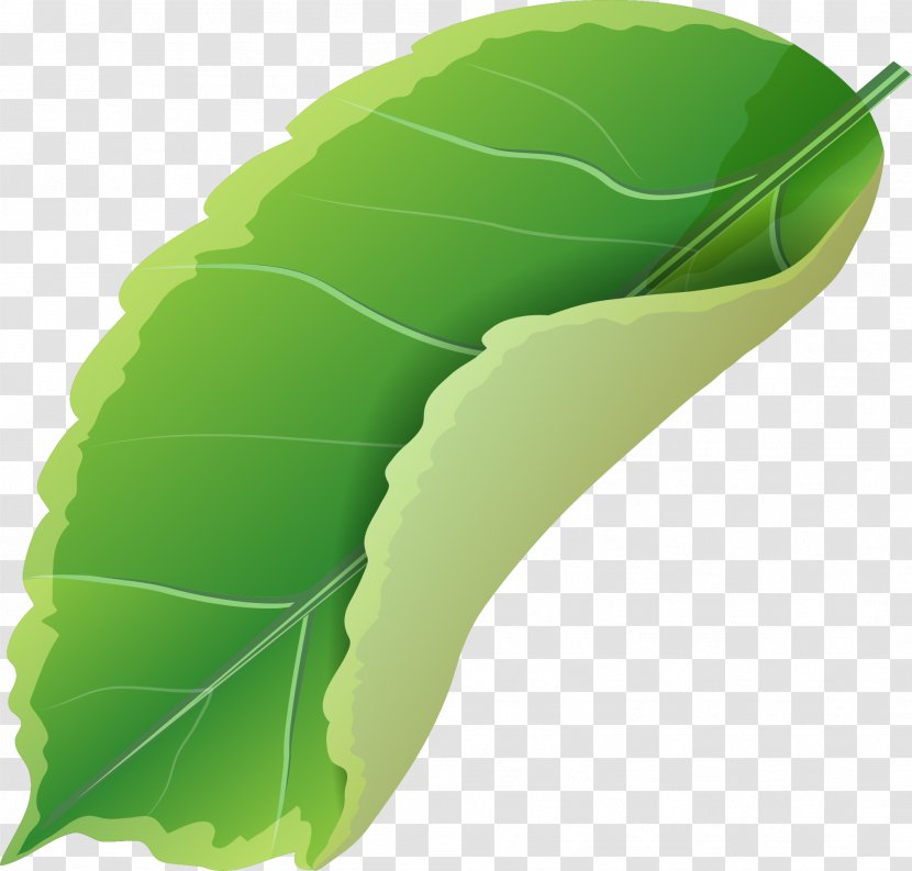 Leaf Green Designer - Organism - Simple Leaves Transparent PNG