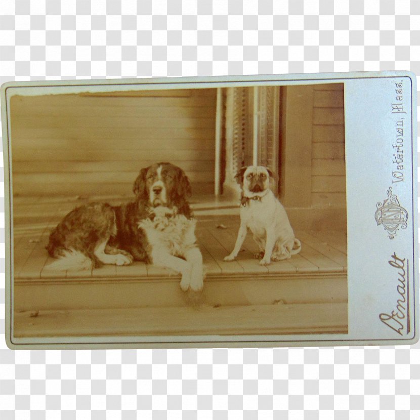 Spaniel Dog Breed Picture Frames Rectangle Transparent PNG