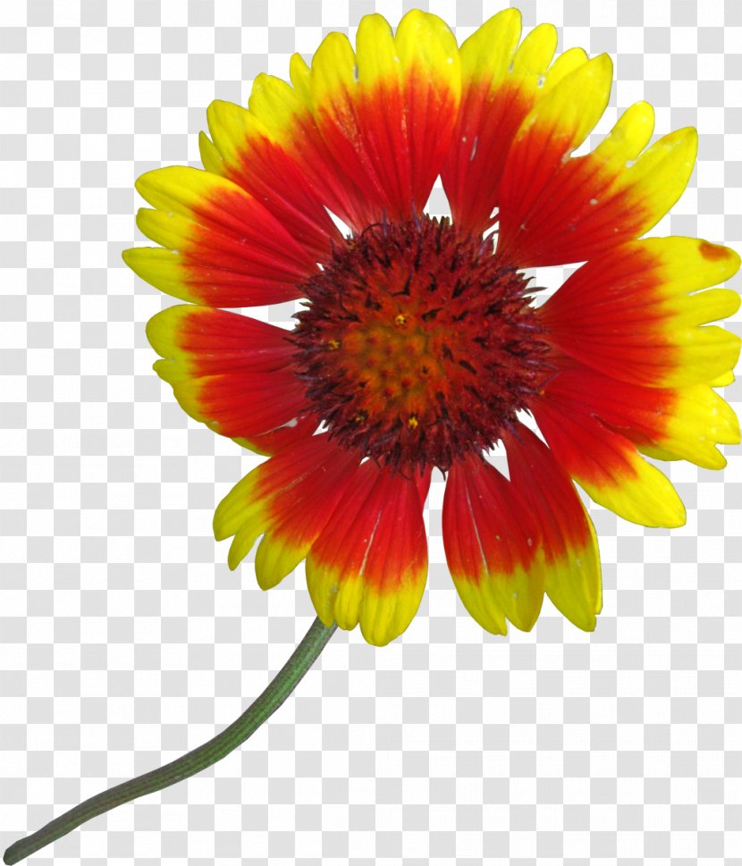 Blanket Flowers Common Sunflower Cut Petal - Transvaal Daisy - Flower Transparent PNG