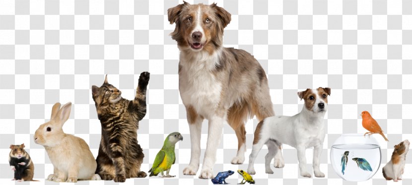 Pet Sitting Dog Cat Service Animal - Shop Transparent PNG