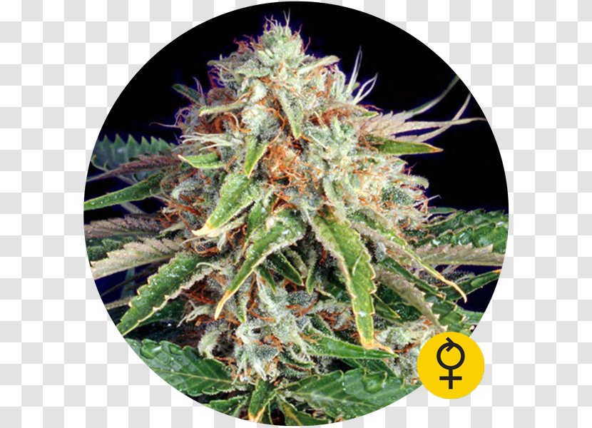 Autoflowering Cannabis Ruderalis Seed Bank - Marijuana Transparent PNG