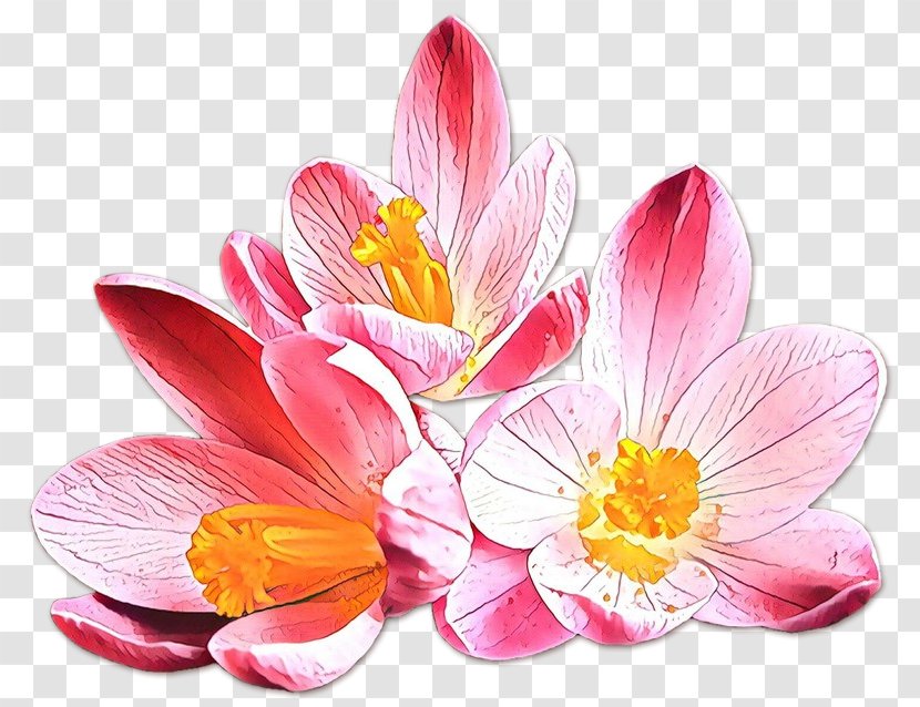 Flower Petal Plant Pink Crocus - Wildflower Cut Flowers Transparent PNG