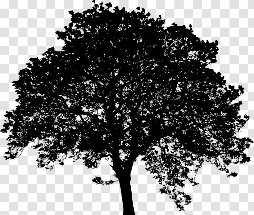 Oak Tree Silhouette - Leaf - California Live Californian White Transparent PNG