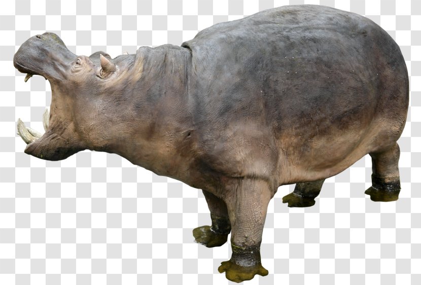 Hippopotamus Clip Art - Terrestrial Animal - Hippo Transparent PNG