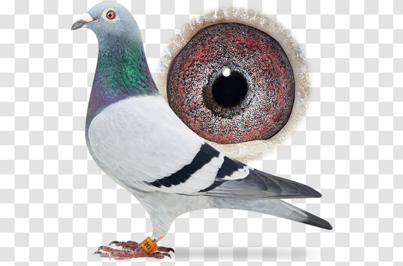 Racing Homer Columbidae Pigeon Beak Porsche - Feather - Sangers Pigeons Bv Transparent PNG