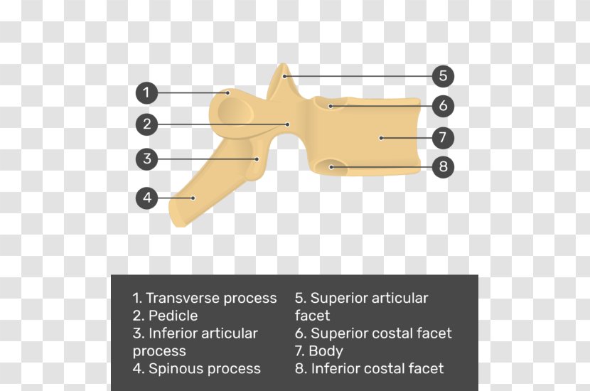 Superior Costal Facet Articular Processes Thoracic Vertebrae Inferior Transverse - Frame - Intervertebral Foramen Transparent PNG