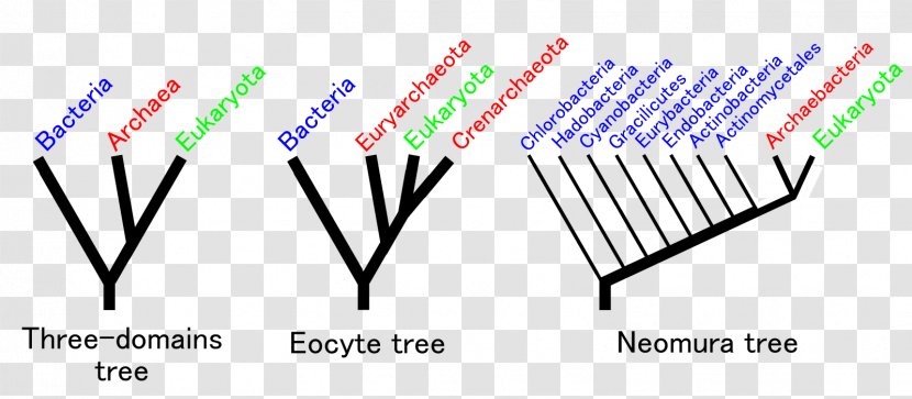 Eocyte Hypothesis Neomura Common Descent Evolution Gram-positive Bacteria - Grampositive - Tree Rooting Transparent PNG