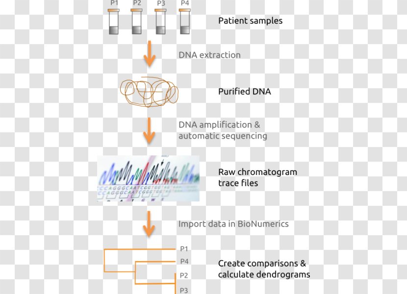 Multilocus Sequence Typing DNA Sequencing Nucleic Acid - Polymerase Chain Reaction - Science Transparent PNG