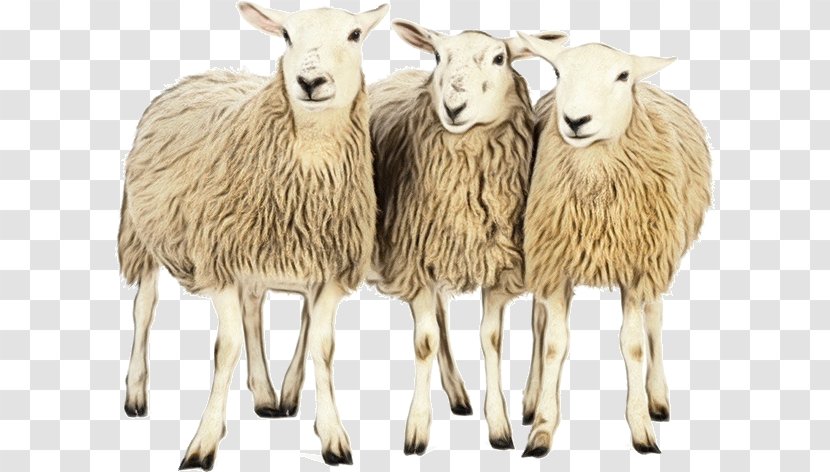 Sheep Stock Photography Image Agriculture - Livestock - Herd Transparent PNG