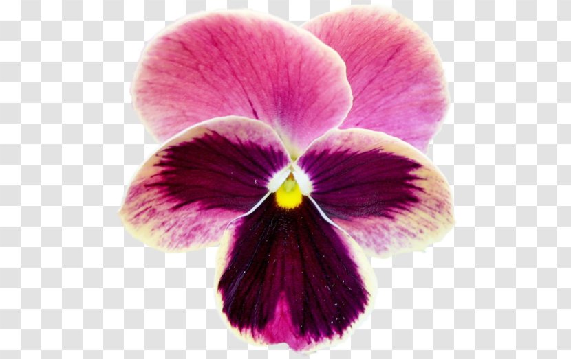 Pansy Violet Moth Orchids Close-up - Magenta Transparent PNG