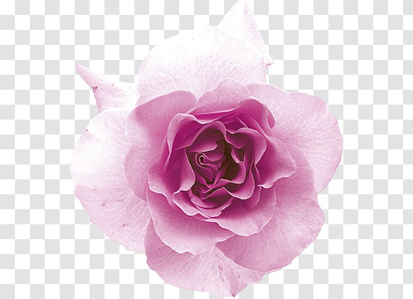 Garden Roses Hold-ups Cabbage Rose Floribunda Denaro - Cartoon - Bordo Transparent PNG