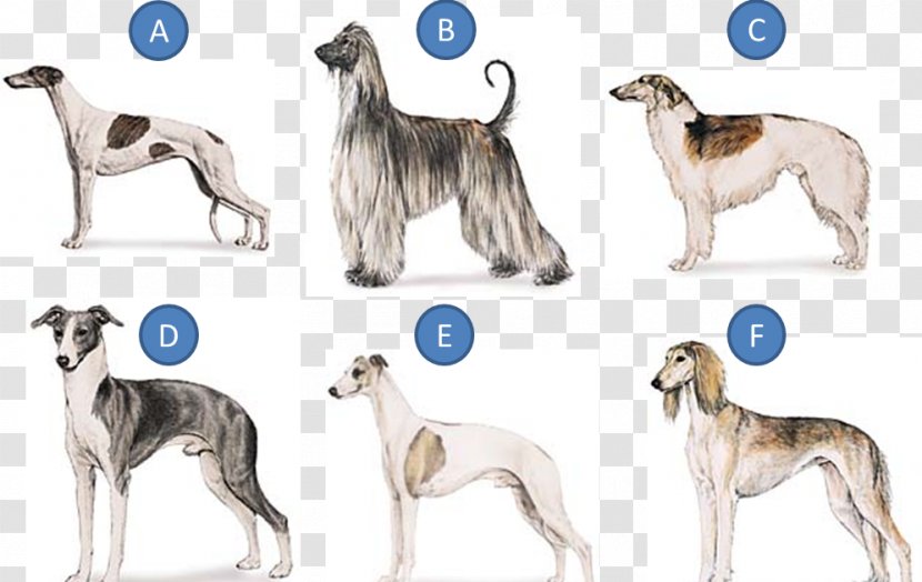 Whippet Greyhound Hortaya Borzaya Mudhol Hound Silken Windhound - Rutherford B Hayes Transparent PNG